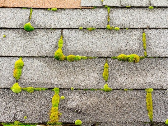 Moss growing between gray asphalt shingles on a roof creates a vivid green contrast with the weathered, textured surface. Consider roof moss removal to maintain the longevity and appearance of your home.
