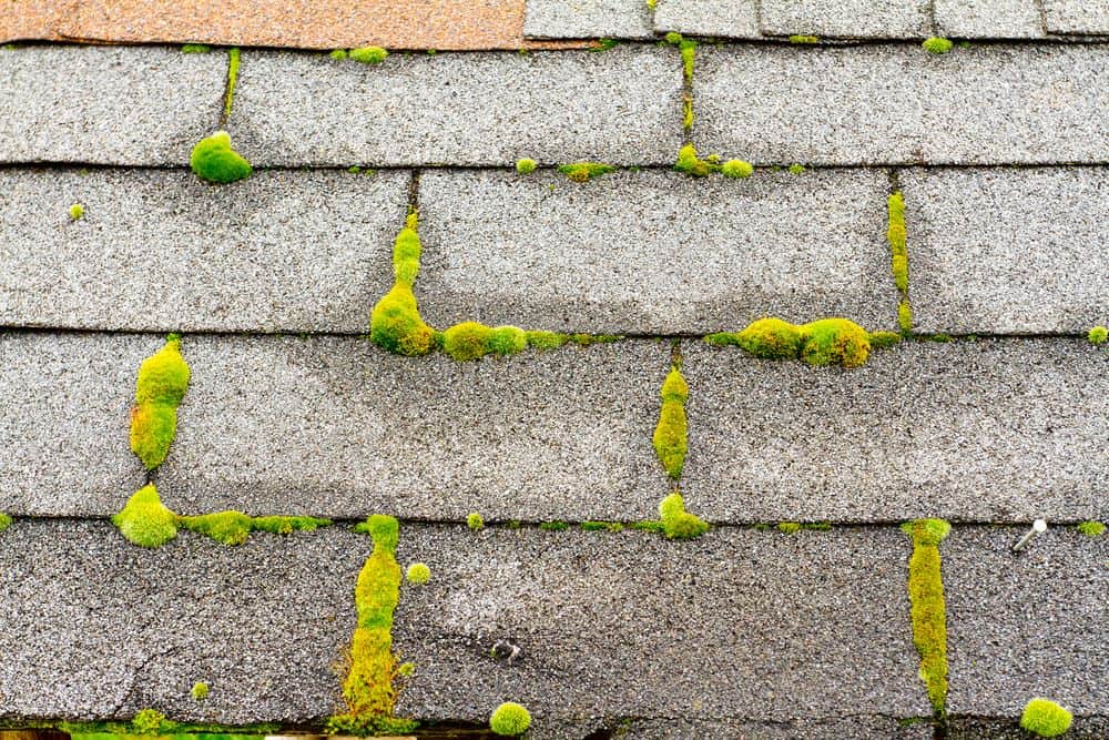 A close-up of a weathered roof with gray asphalt shingles reveals the need for roof repair. Bright green moss covers parts of the shingles, creating an uneven, patchy appearance. Some shingles appear slightly lifted, suggesting wear or age.