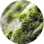 Close-up image of green moss growing on a rough, light-colored surface, reminiscent of textures found in residential roofing services, showcasing a soft, natural texture and vibrant hues.