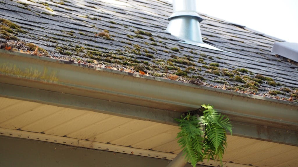 A rooftop with moss growth is visible adjacent to a gutter partially blocked by a small fern plant. A metal vent pipe extends from the sloped roof, highlighting the need for regular home maintenance. The gutter appears to have some debris, underscoring the importance of gutters maintenance.