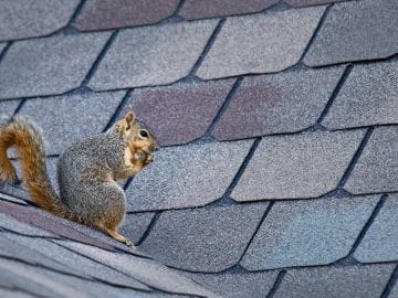 A squirrel with a bushy tail sits and eats on a gray shingled roof, showcasing an unexpected moment of animal roof infiltration. Its fur, a blend of brown and gray, harmonizes with the textured tiles. The scene is calm, as the squirrel remains focused on its meal.